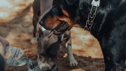 Организаторов накажут за кровавые собачьи бои под Воронежем