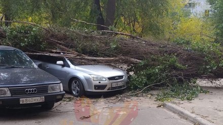 Воронежцы сообщили о 24 рухнувших во время сильнейшего ветра деревьях