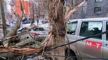 Дерево рухнуло на припаркованные машины в Центральном районе Воронежа