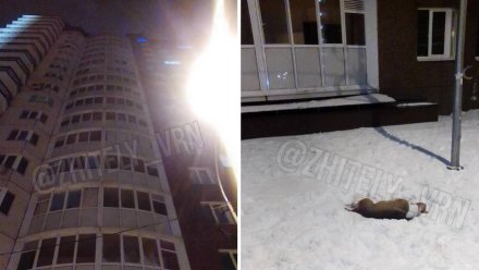 «Упала с 14 этажа». Воронежский зоозащитник рассказал о смерти собаки в новогоднюю ночь