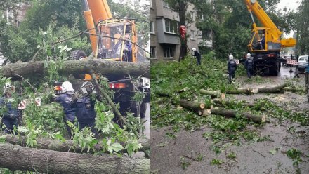 Рухнувшее дерево разбило 5 машин на парковке в Воронеже