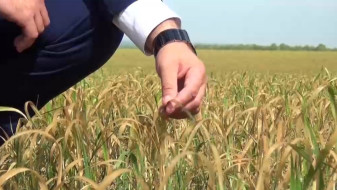 Стало известно, в каких районах Воронежской области заморозки уничтожили урожай