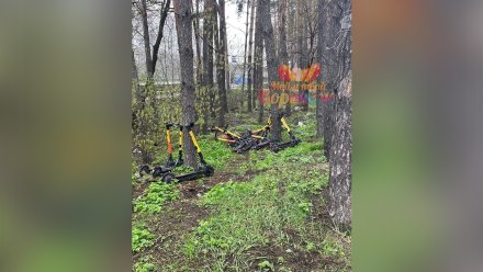 В Воронеже среди деревьев обнаружили «кладбище» электросамокатов
