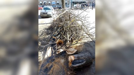В Воронеже пообещали подлечить оставшиеся каштаны на Комиссаржевской