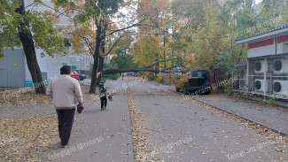 Дерево рухнуло на припаркованную машину в Воронеже