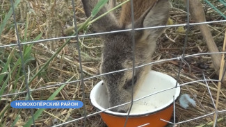 В воронежском заповеднике попросили не «спасать» детёнышей диких животных