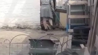 Воронежцы сняли на видео жестокое избиение собаки хозяйкой