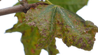 На проспекте Революции в Воронеже снова засохли клёны