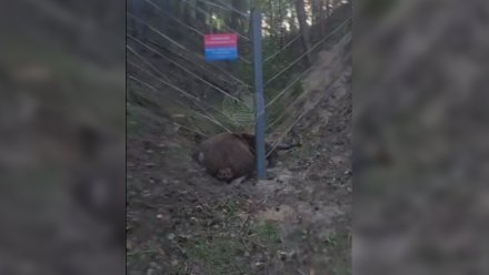 РВК обратился за помощью к чиновникам для уборки трупа лося под Воронежем