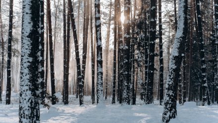 Синоптики дали прогноз на первую рабочую неделю февраля в Воронежской области