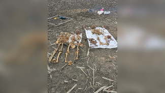 В Воронежской области нашли останки трёх советских бойцов