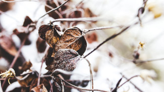 Прогноз погоды в Воронеже на 20.11.2025