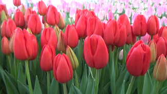 В Воронеже весной расцветут 105  тыс. тюльпанов