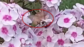 Воронежцы сняли на видео похожую на колибри бабочку