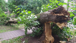 В Воронеже сильный ветер повалил деревья в школьном дворе и на детском пляже
