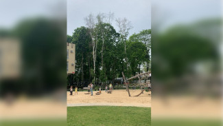 В воронежском «Орлёнке» вырубят сухие деревья