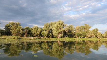 В воронежском заповеднике откроют экотропу по местам обитания русской выхухоли