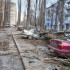 Число заявок на упавшие деревья в Воронеже выросло до 63