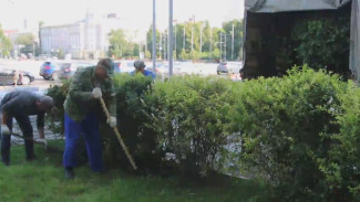 На главной воронежской площади высадят кустарники из сквера Бунина