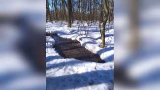 В Воронеже памятник природы затопило нечистотами 
