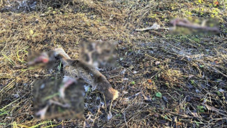 В Воронежском заповеднике стая собак растерзала косулю