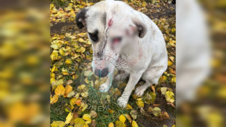 Неизвестный с дробовиком открыл огонь по женщине с собакой в Воронежской области