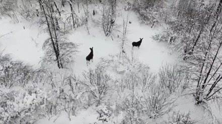 Роскошная зимняя природа, лоси и птицы – воронежцы сняли эффектное видео