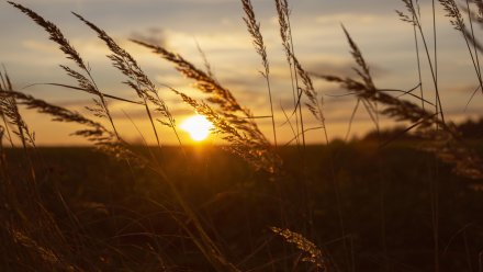 Прогноз погоды в Воронеже на 14.08.2025.