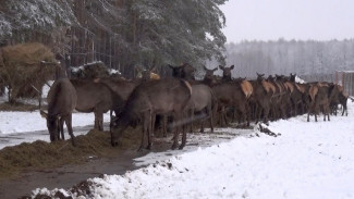 Владельцы фермы рассказали, как зимуют маралы в Воронежской области