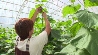 Воронежские власти утвердили законодательную базу для развития органического земледелия