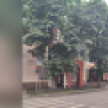 Воронежский общественник призвал власти спасти каштановые аллеи в городе