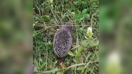 В Воронеже волонтёры вылечили ежонка с раной от пакета на шее