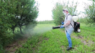 Воронежские вишни помогли найти эффективный биопрепарат от монилиоза