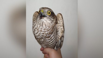 Воронежцы спасли раненого ястреба из лап кошки