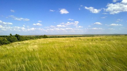 Заповедные земли под Воронежем могут застроить жилыми домами