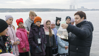 В Нововоронеже выпустили в пруд-охладитель 6 тонн молоди толстолобика