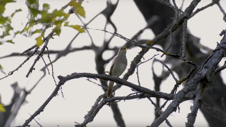 Воронежцы записали на видео звонкую трель соловья