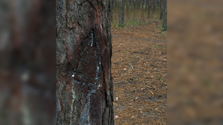 Воронежцы заметили повреждённые при реконструкции «Танаиса» деревья