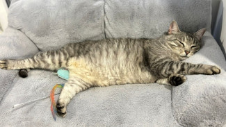 В Воронеже двух пострадавших при пожаре в котокафе кошек выписали из ветклиники