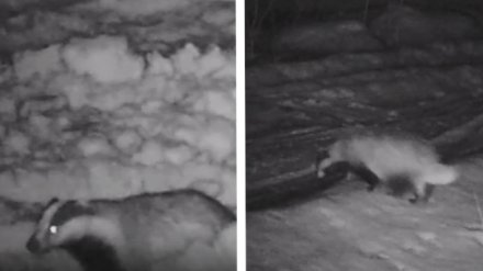 Воронежский заповедник поделился милым видео с проснувшимся барсуком