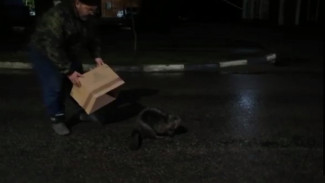 Жители воронежского райцентра встретили в оживлённом месте бобра