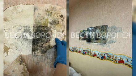 Родители забили тревогу из-за плесени на стенах в воронежском детсаду