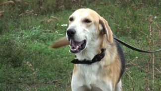Десятки охотничьих собак предстали на выставке в Воронежской области