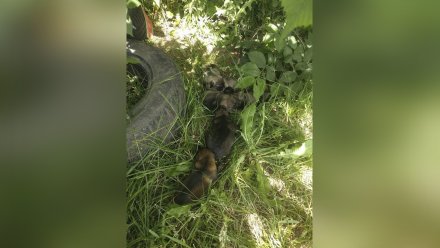 В Воронеже неизвестные выбросили беспомощных щенят на улицу в жару 