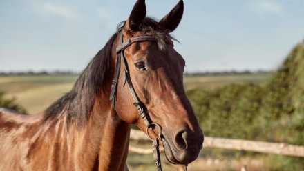 Работница воронежского конного завода получила тяжёлую травму головы