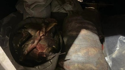 Воронежец незаконно выловил из частного пруда больше центнера рыбы