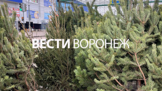 В Воронеже официально открылись ёлочные базары