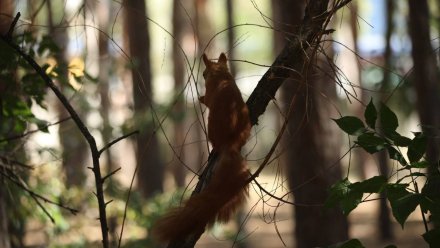 В воронежском парке «‎Танаис»‎ вырубят 16 деревьев