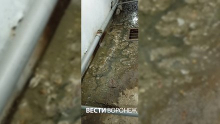 Жильцы воронежской 5-этажки пожаловались на удушающую вонь из подвала-укрытия
