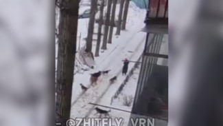 Стая бездомных собак напала на женщину в Центральном районе Воронежа